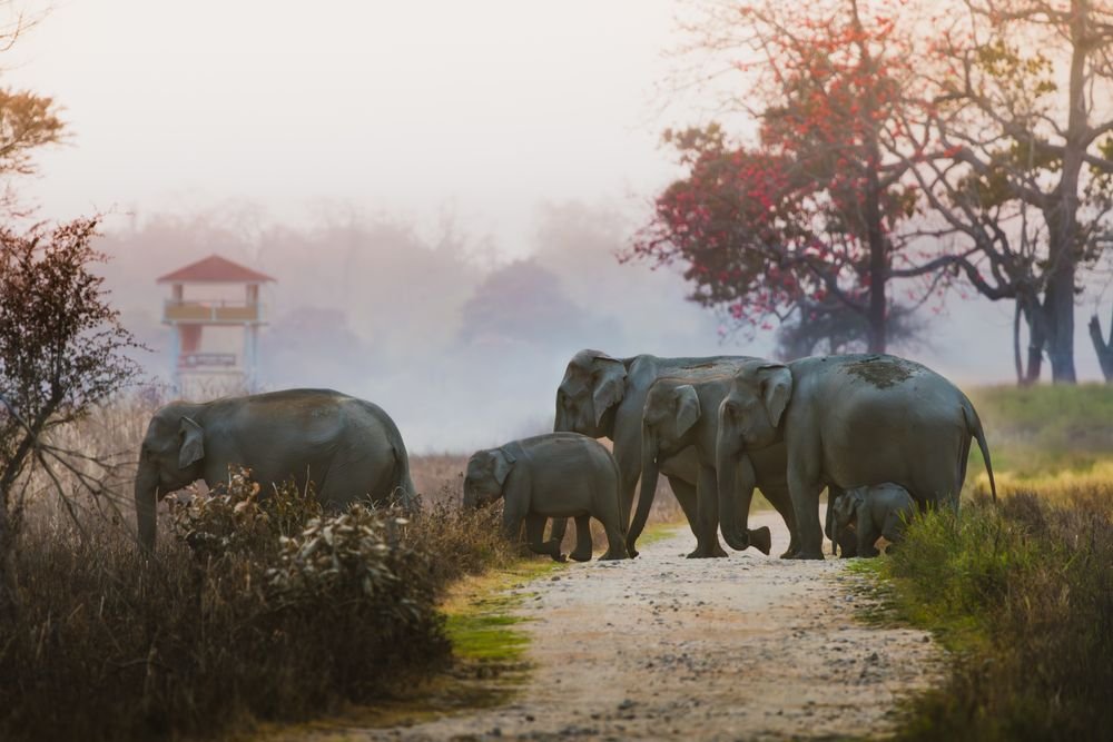 Asian elephants on a forest path at sunrise