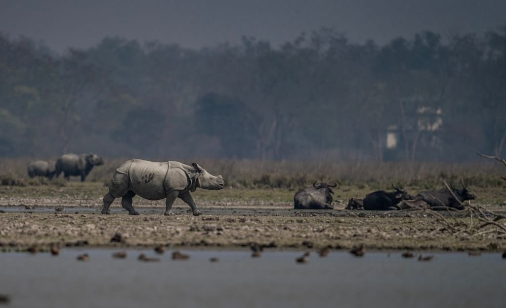 One-horned rhinos in an Assam sanctuary