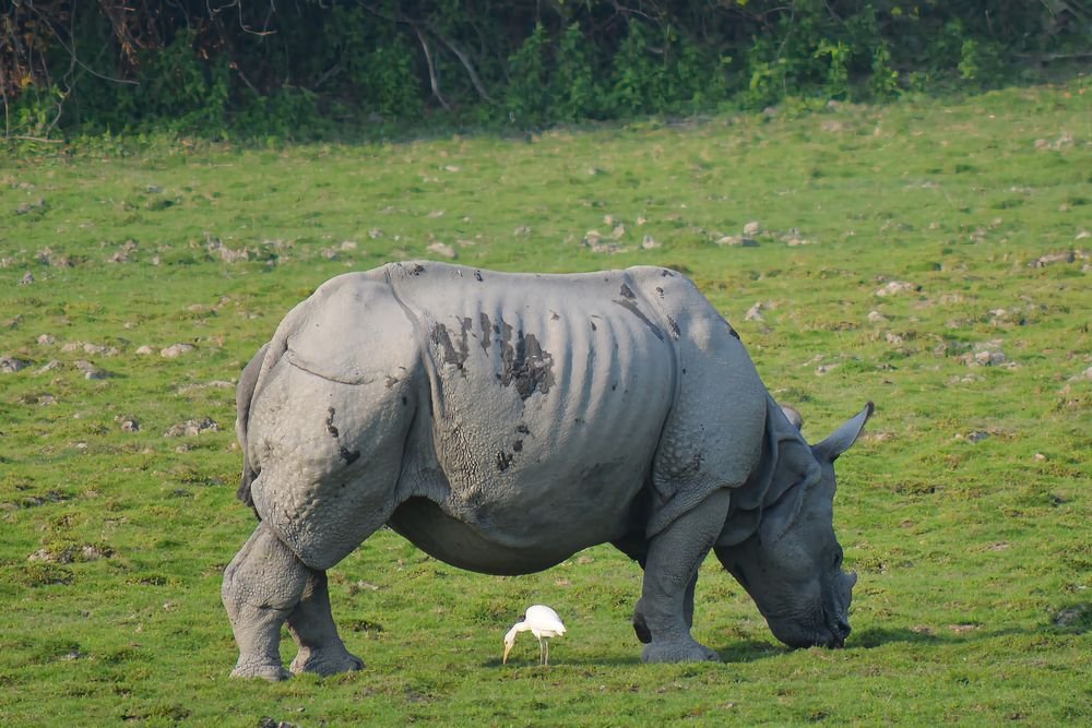A one-horned rhino and an egret, Kaziranga