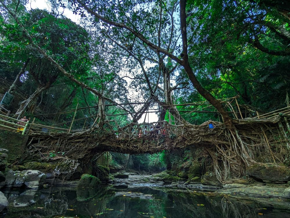 A living root bridge, Meghalaya