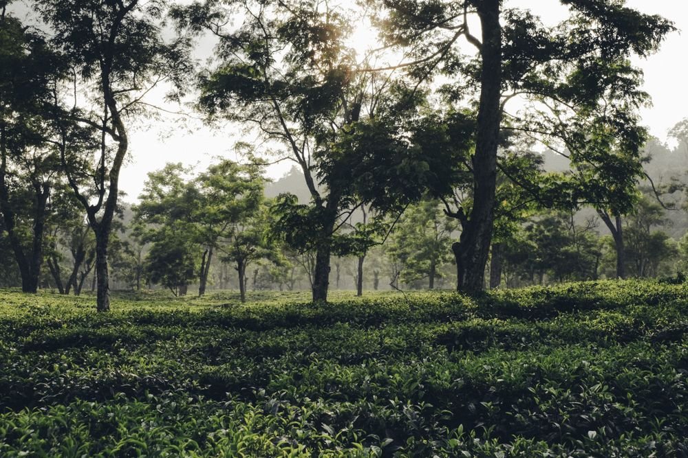 Tea bushes under shade trees, Upper Assam