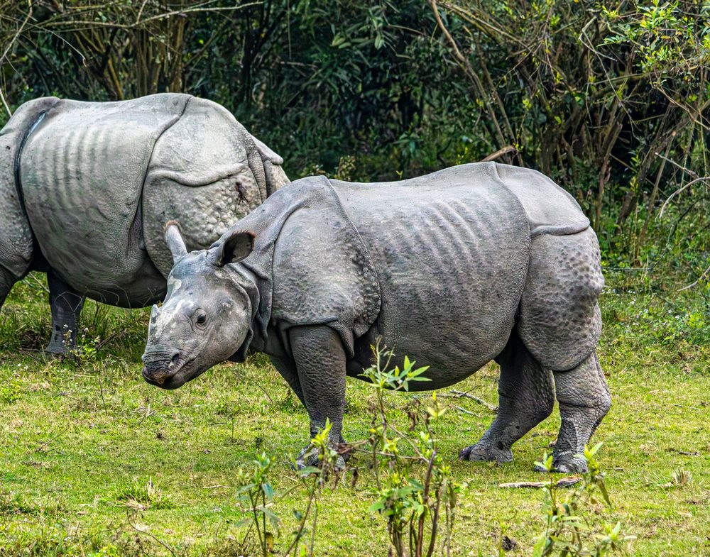 One-horned rhinos in the grassland