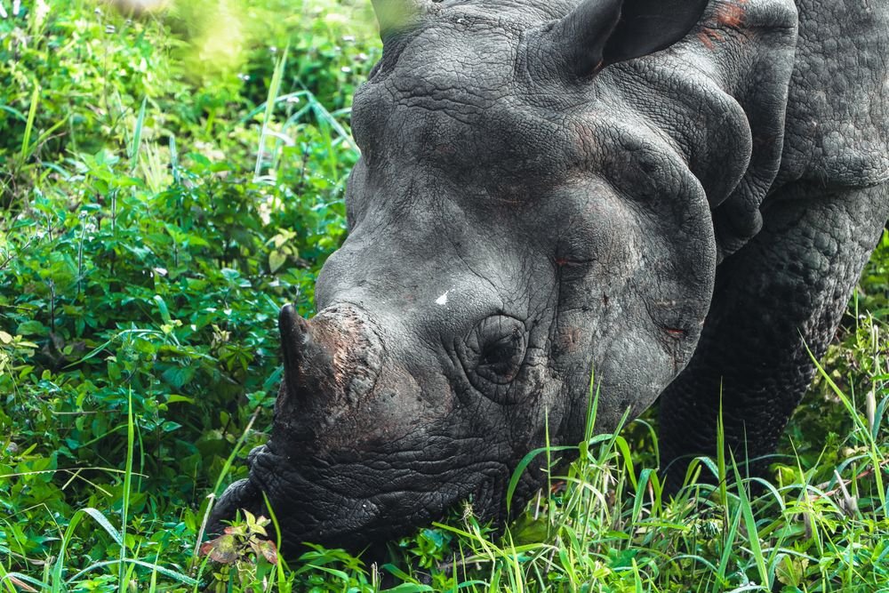 One-horned rhino