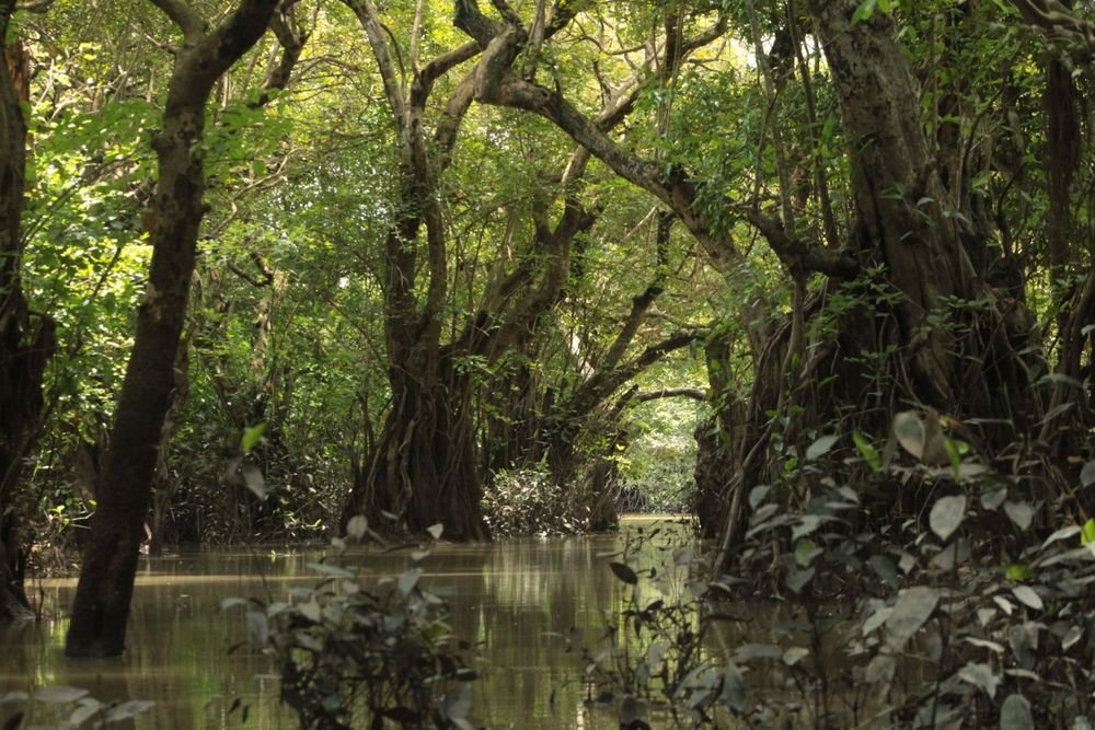 Mangrove forest on a calm river