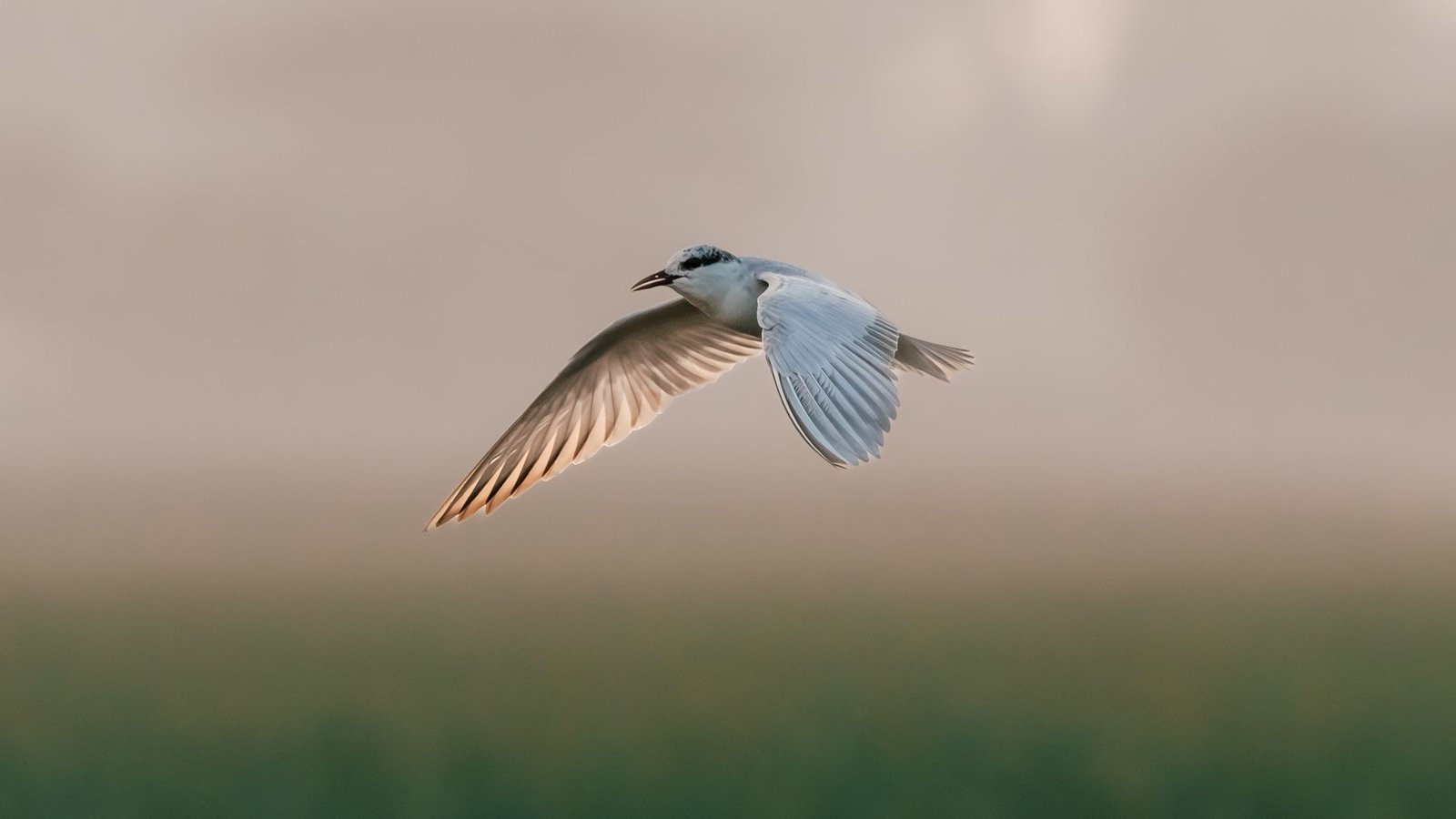 A tern over Mangalajodi, Chilika