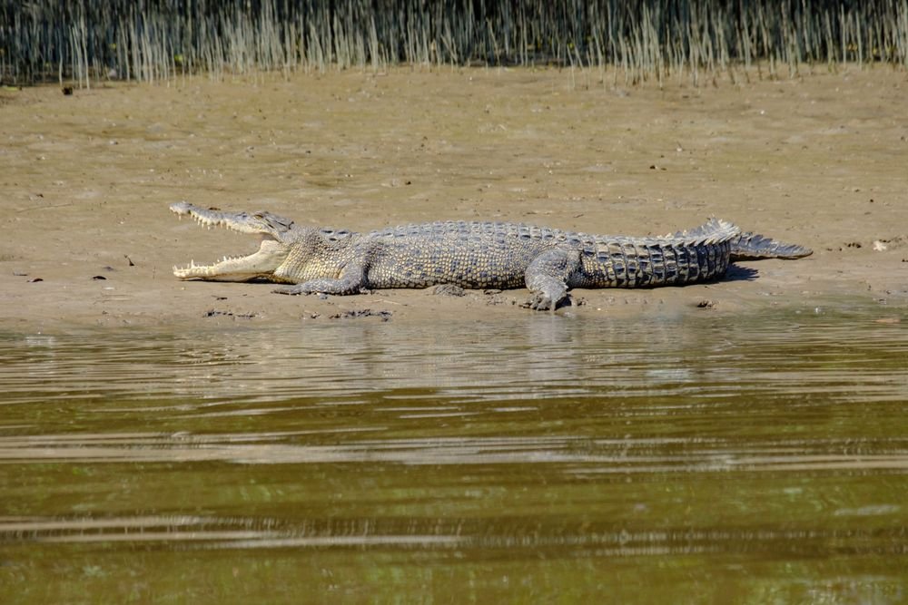 A crocodile basking on a riverbank