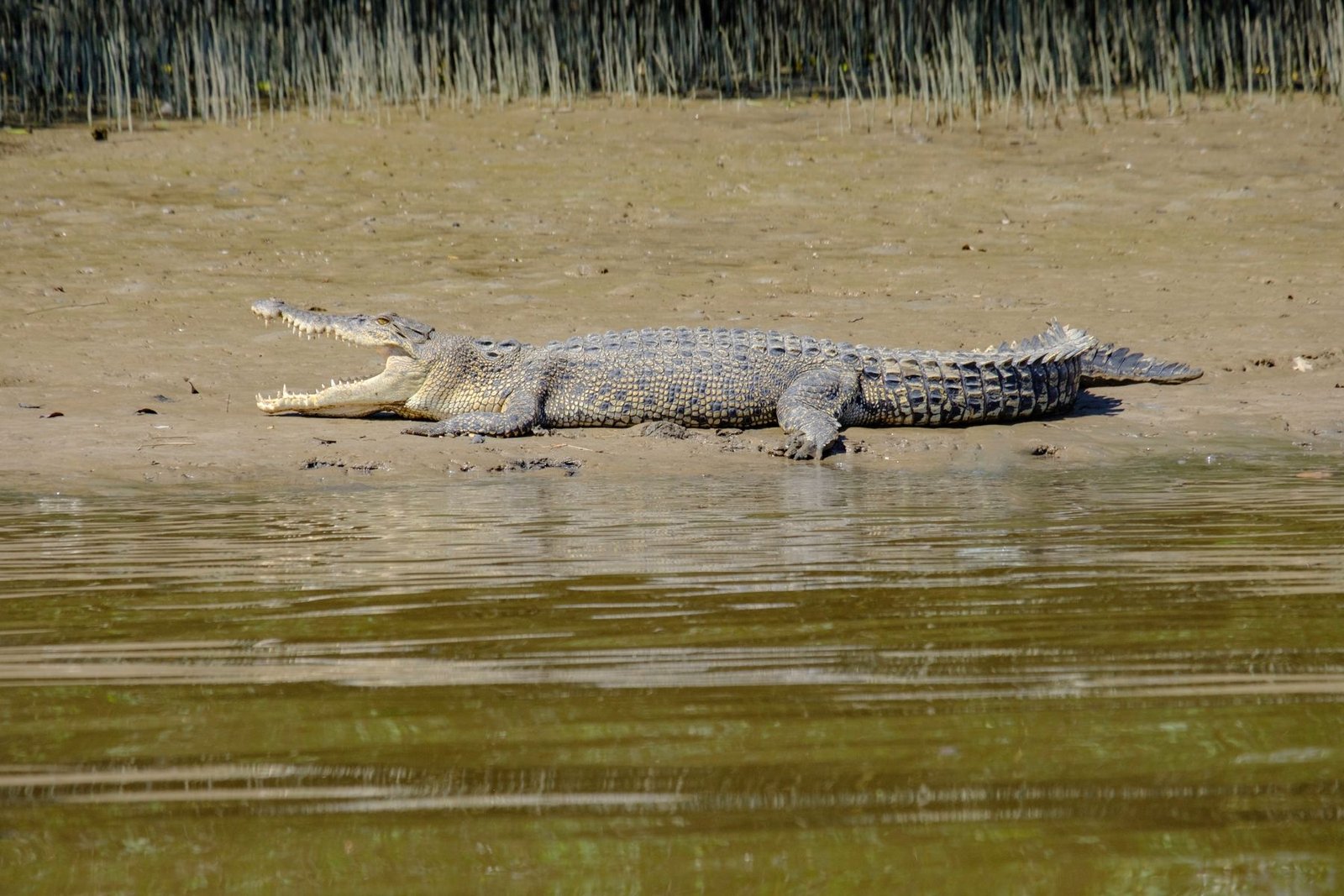 A crocodile basking on a riverbank