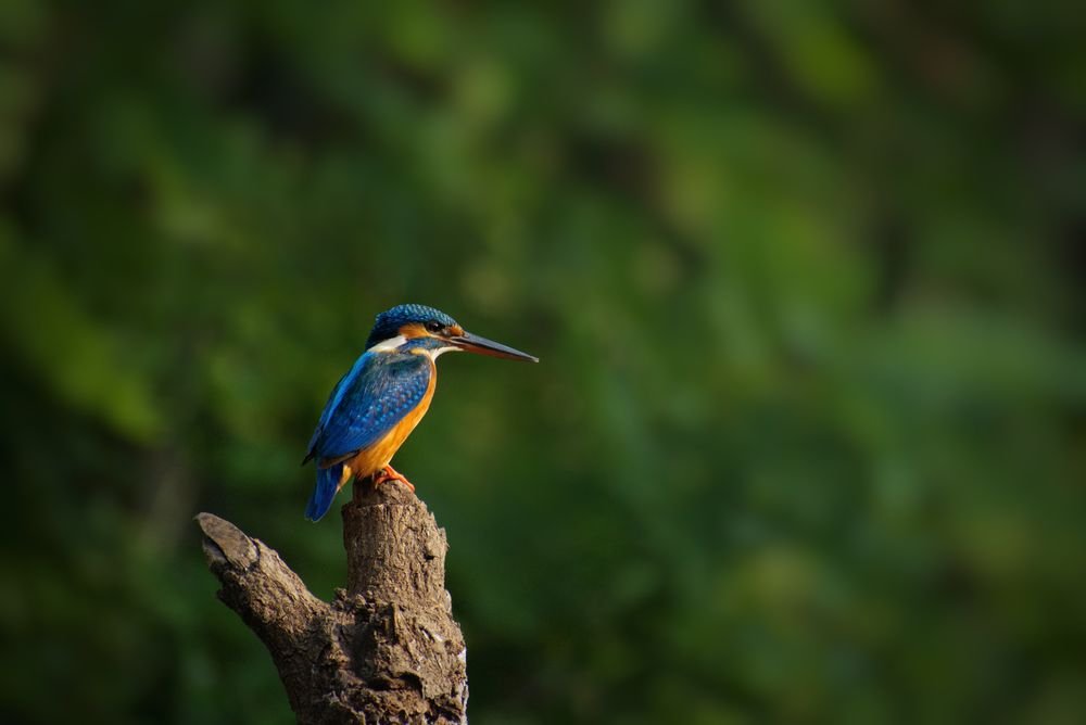 A kingfisher