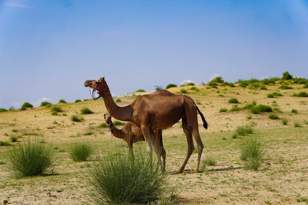 Camels in the Rajasthan desert