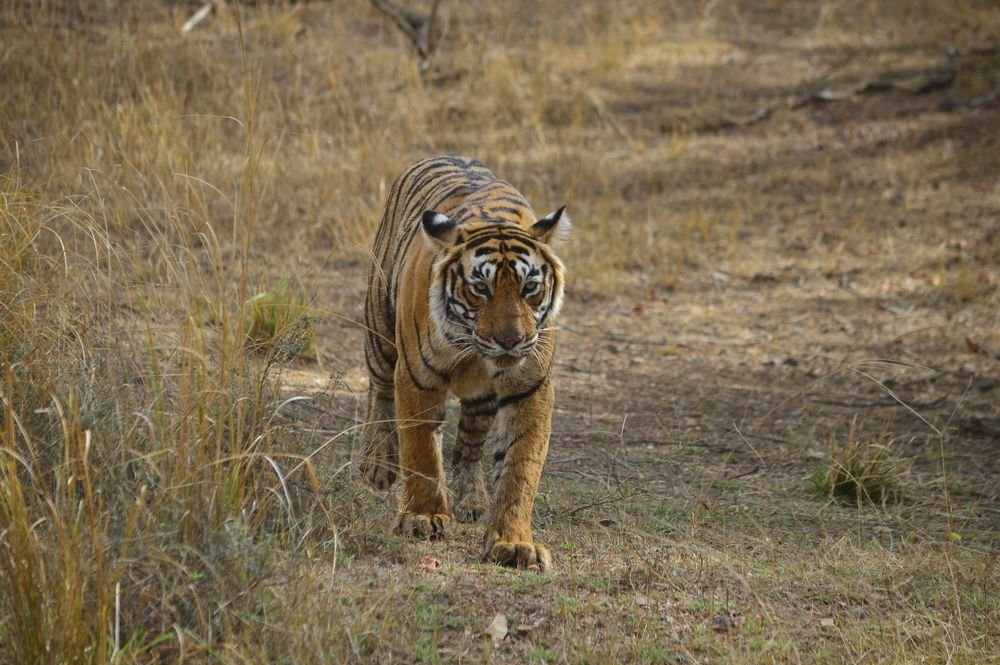 A tiger in Ranthambore National Park