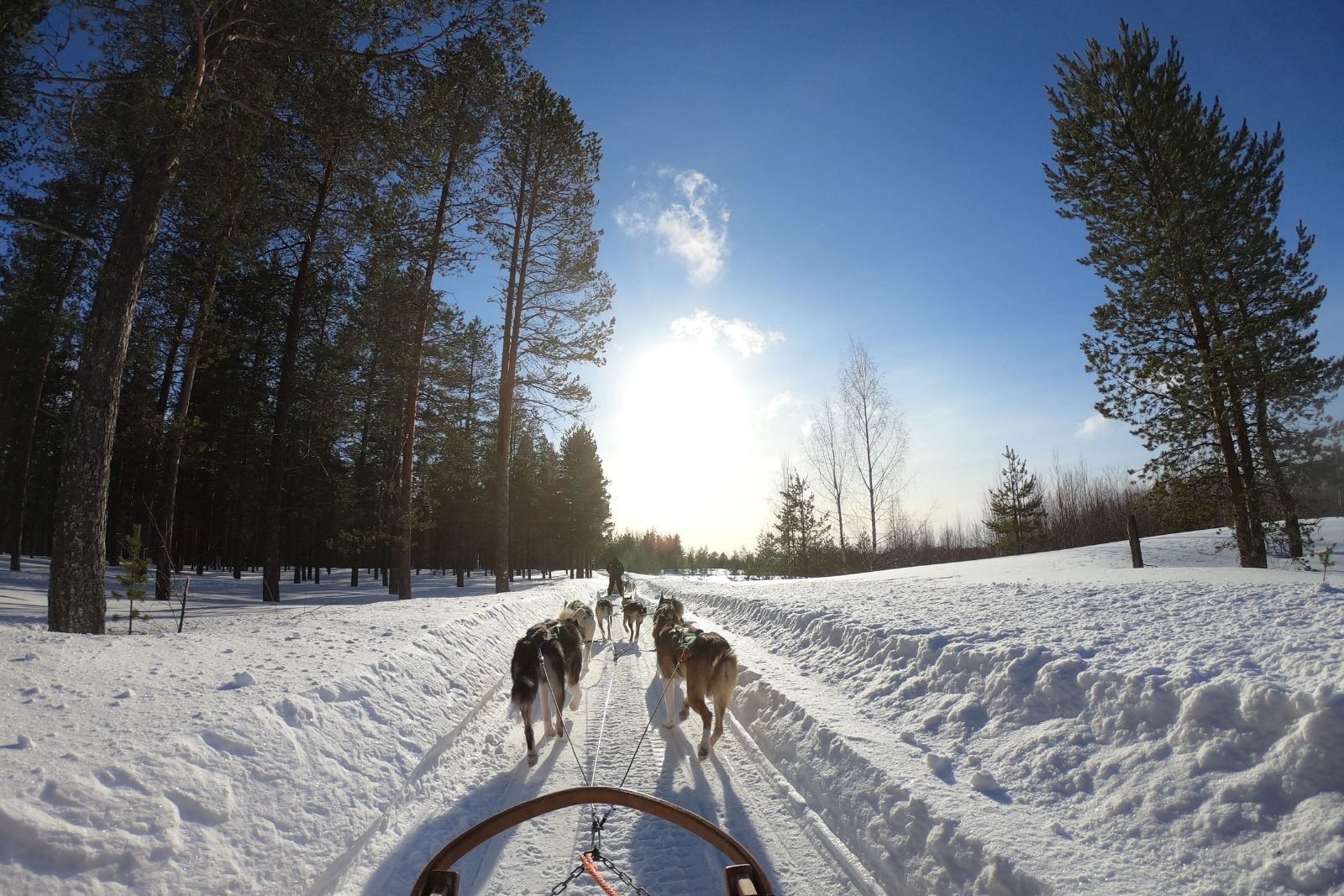 Husky sledding near Rovaniemi