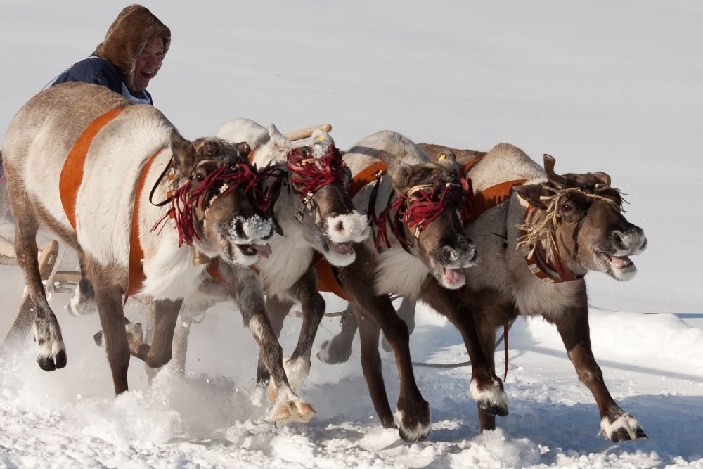 A reindeer sleigh in the snow