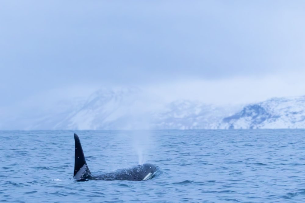An orca in a Norwegian fjord
