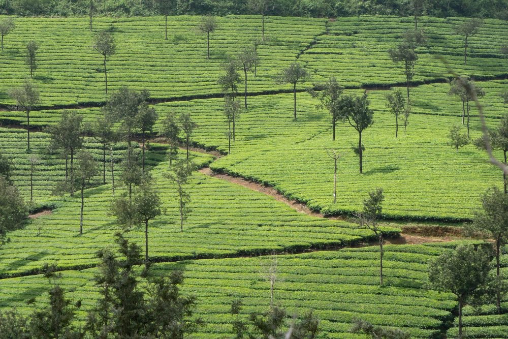 Tea estates in the Nilgiri hills