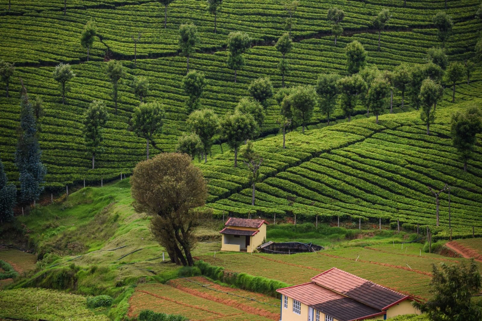 Tea gardens near Ooty