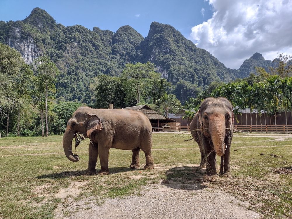 Elephants at a sanctuary in Thailand