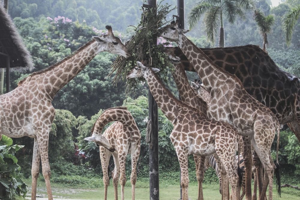 Giraffes in a safari park