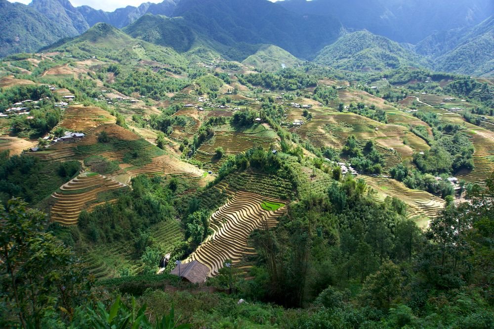 Rice terraces around Sa Pa