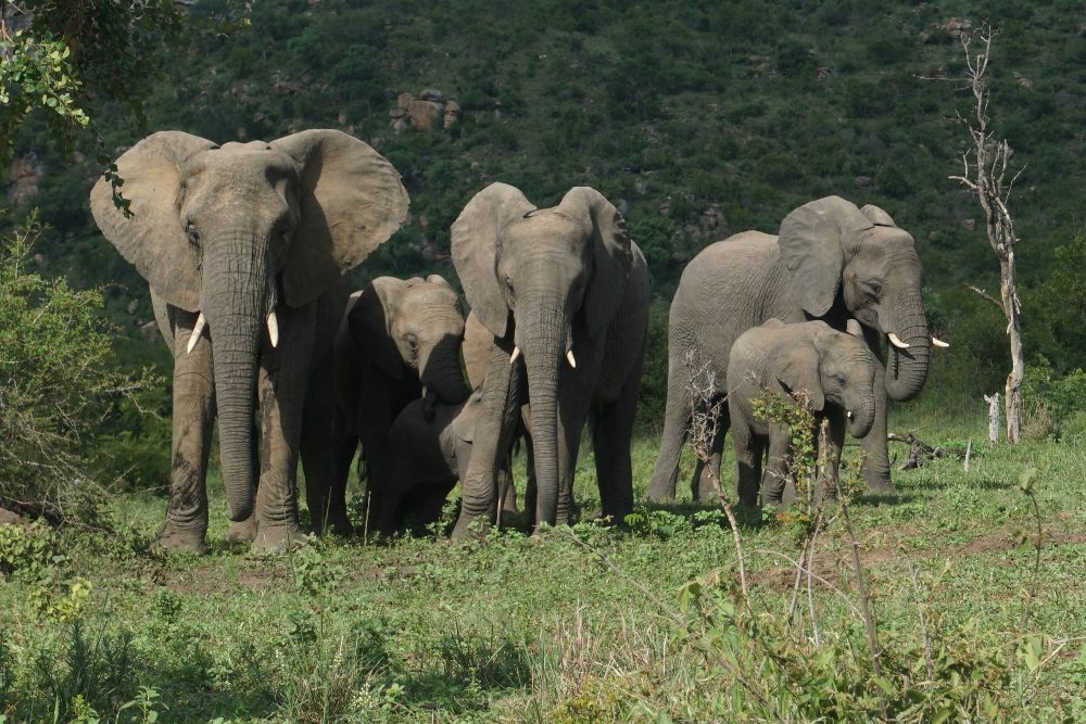 A herd of elephants, South Africa