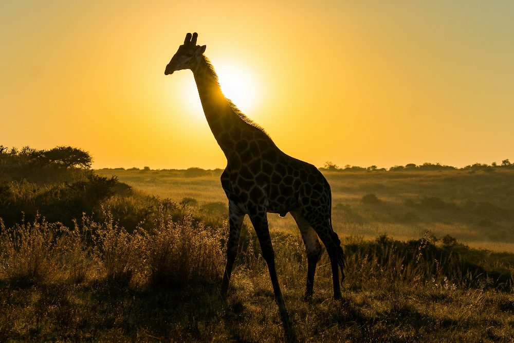 A giraffe at sunset