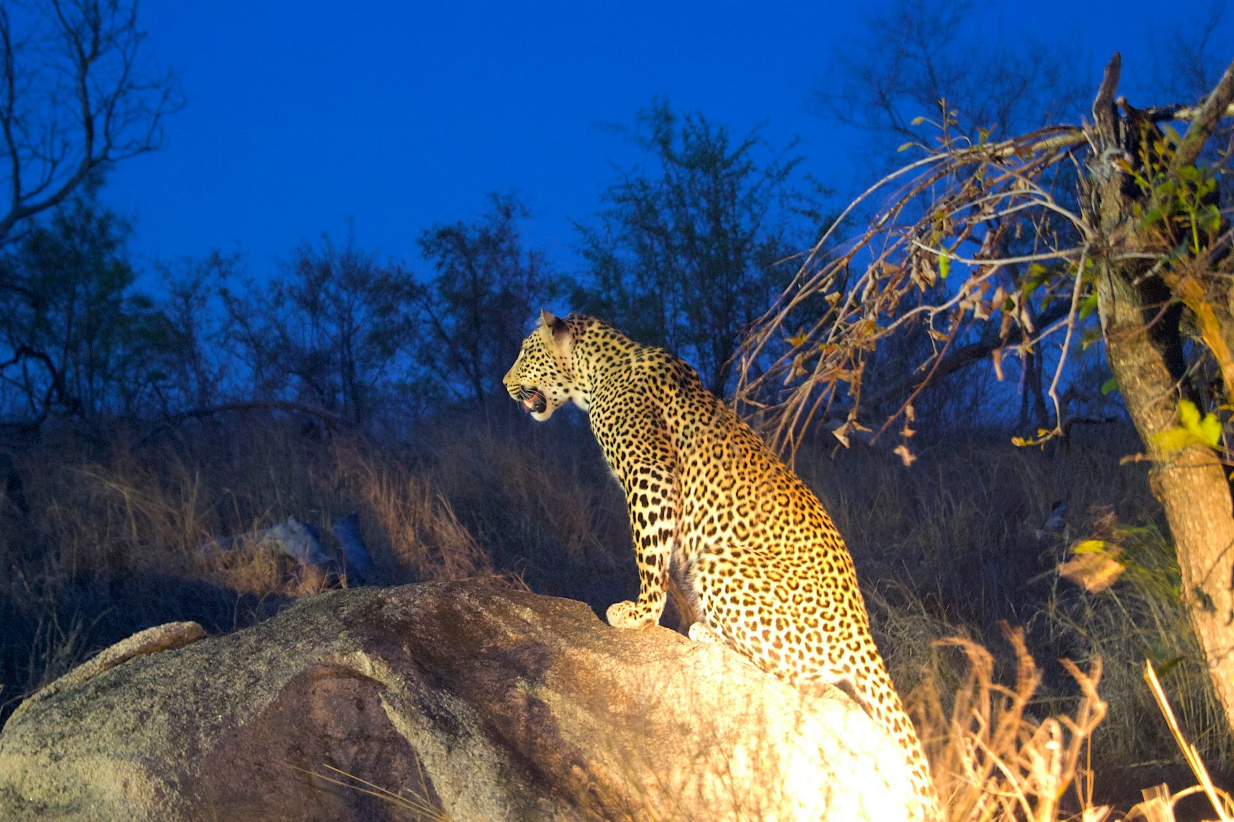 A leopard, South Africa