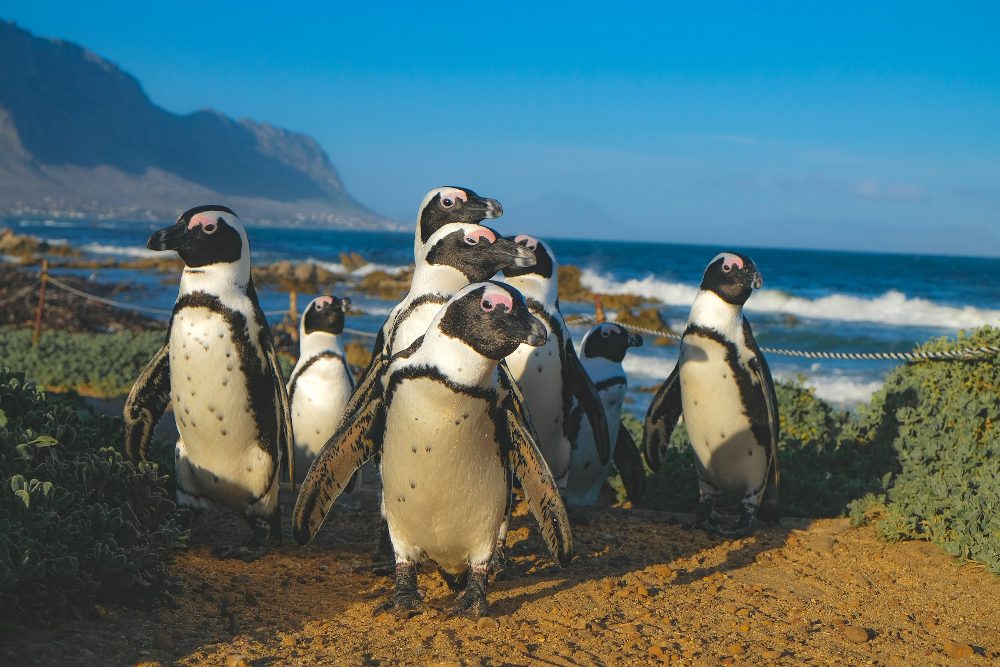 African penguins on the Cape coast