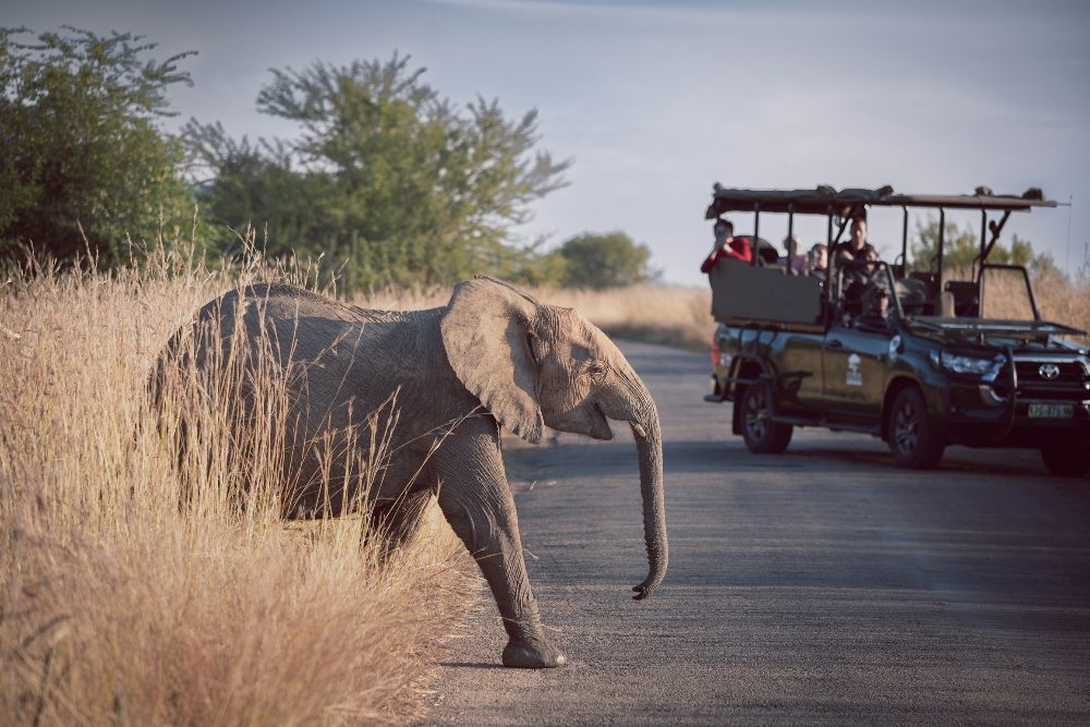 An elephant and a safari vehicle in Pilanesberg