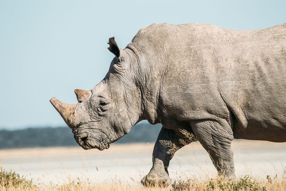 A white rhino