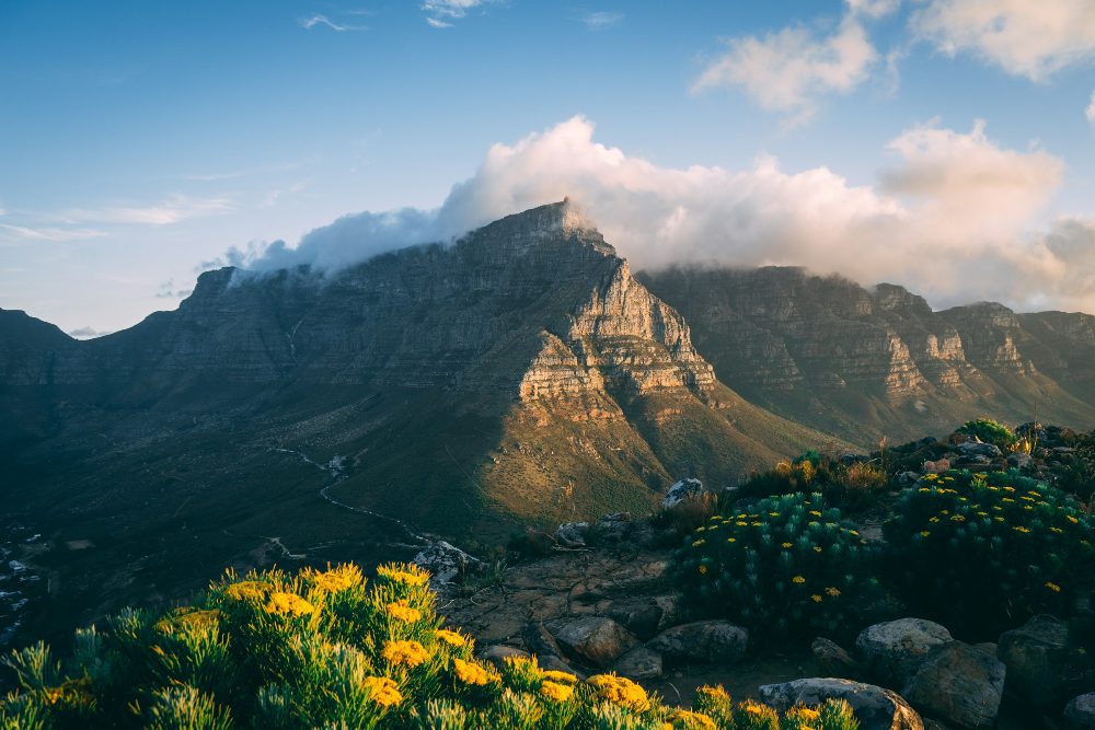 Fynbos and mountains above Cape Town